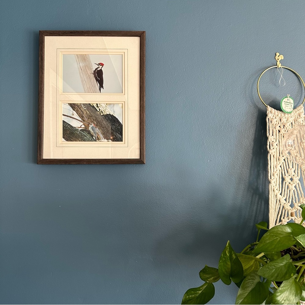 Professionally Framed Woodpecker Bird Photography